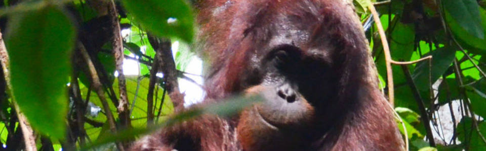 Dit zijn de Big Five in de jungle van Borneo