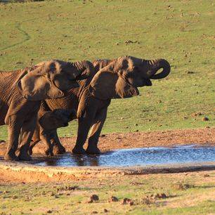 Zuid-Afrika-Krugerpark-Olifanten-Drinkplaats