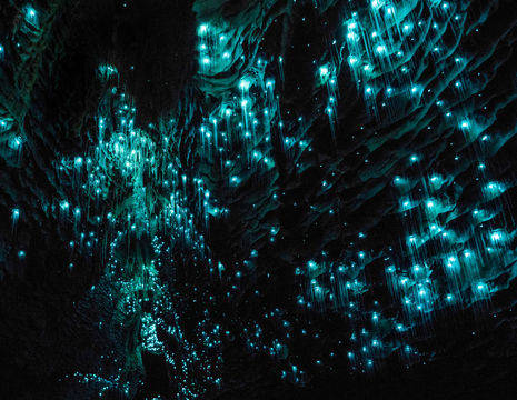 Waitomo-Glowworm-Caves-1