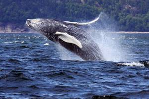 Halve dagtocht walvissen spotten