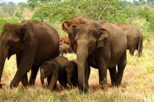 Sri-Lanka-Udawalawe-Olifanten1