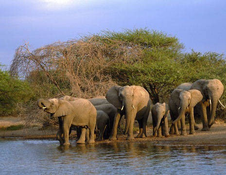 Olifanten in het Krugerpark in Zuid-Afrika