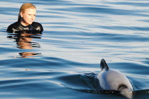 Zwemmen met dolfijnen