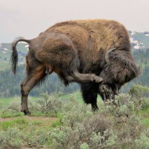Verenigde-Staten-Rockies-Yellowstone-bizon