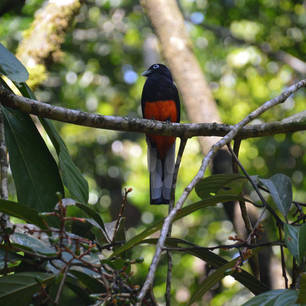 Costa-Rica-Kleurrijke-Vogel(5)