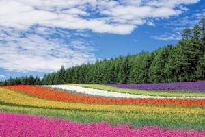 hokkaido-field-of-flowers-and-forest