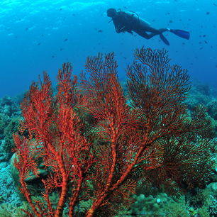 indonesie-sulawesi-bunaken-onderwaterwereld2_1_460802