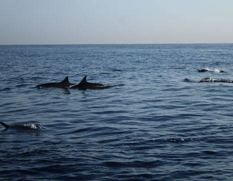 indonesie-bali-lovina-dolfijnen1
