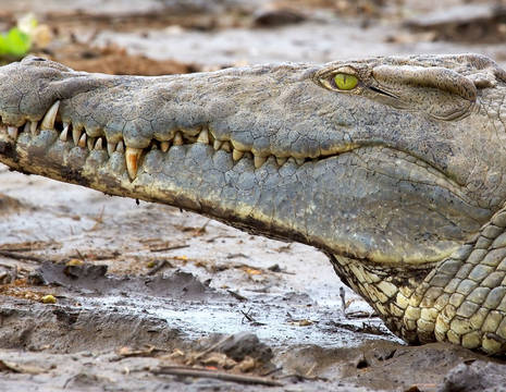 Krokodil-St.Lucia