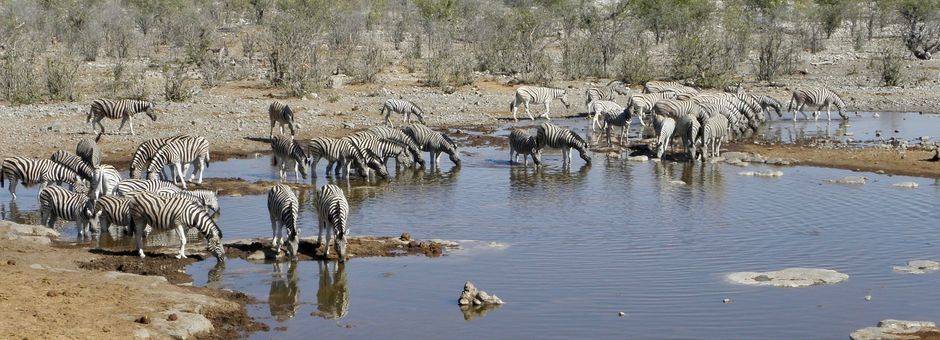 Namibie-Etosha-Kudde-Zebras