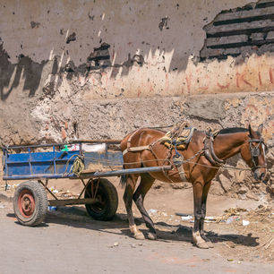 Nicaragua-Granada-paard-en-wagen-3_1_388357