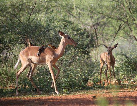 Zuid-Afrika-Limpopo-Impala