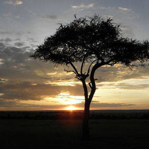 Afrika-Kenia-MasaiMara-zonsondergang_1_312923