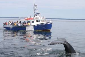 Walvissen Spotten vanuit Digby