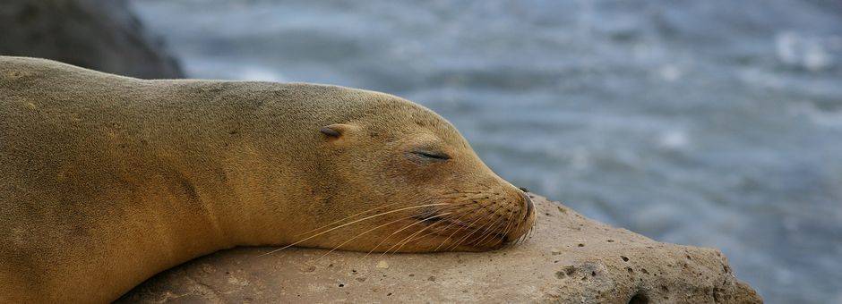 Slapende zeeleeuw in Santa Fe, Galapagos