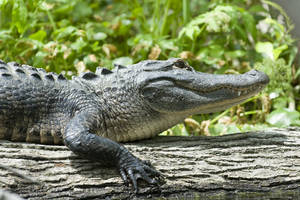 Op zoek naar alligators in de moerassen