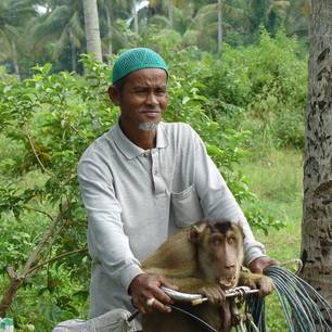 Local met aap op zijn fiets in Penang