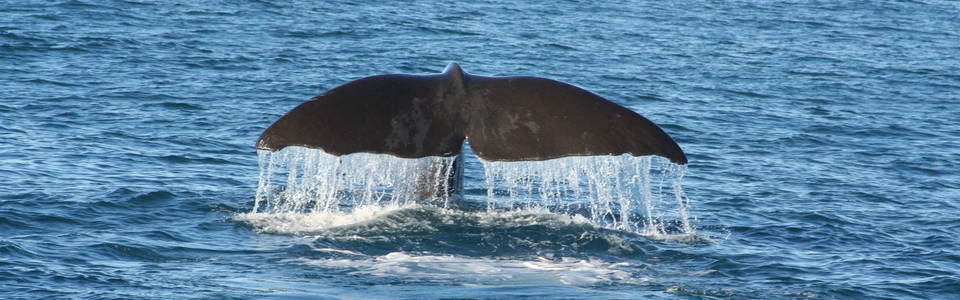 Walvissen spotten bij Kaikoura