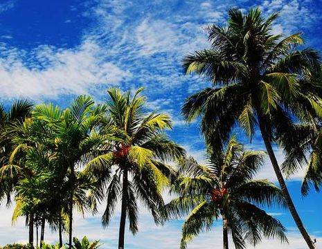 Maleisie-Pangkor-Laut-Palmbomen