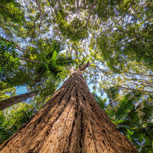 Australie-Fraser-Island-bomen