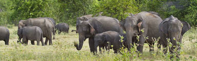 Olifanten spotten in Sri Lanka