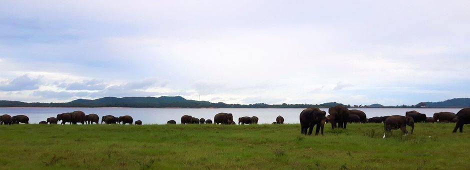 Sri-Lanka-Minneriya-olifanten