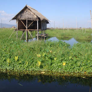 Myanmar-Inle Lake-drijvende tuin(8)