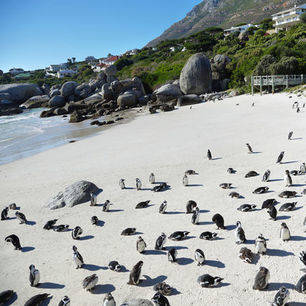 Zuid-Afrika-Kaapstad-pinguins_4_295338