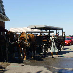 Amerika-Lancaster-Amish-Paarden