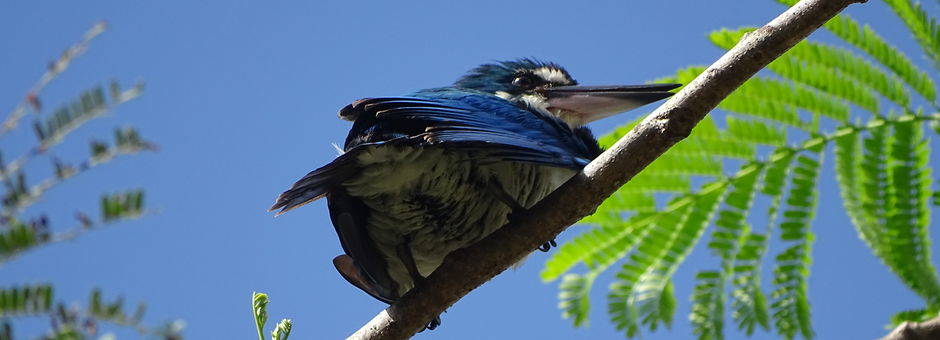 Collared-Kingfisher(13)