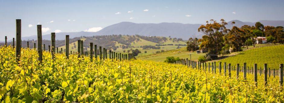 Yarra-Valley-wijngaarden-uitzichten