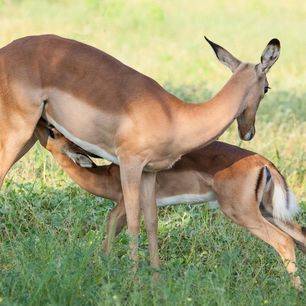 Botswana-Chobe-National-Park-impala_1_365834