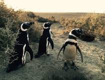 Naar de pinguïns van El Pedral