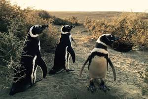 Naar de pinguïns van El Pedral