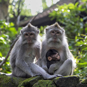 Indonesie-Bali-Ubud-apenfamilie(8)