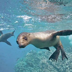 Galapagos-Isabela-zeeleeuwen
