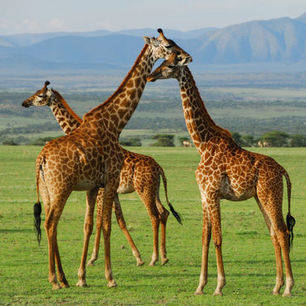 Afrika-Tanzania-Ngorongoro-giraffe_4_311477