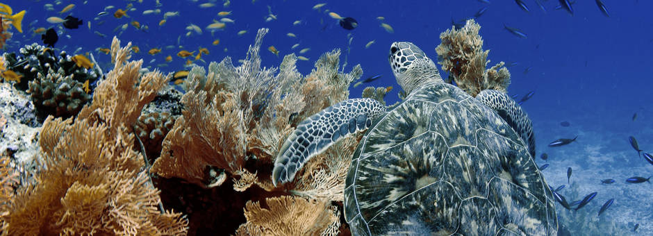 Indonesie-onderwater-schildpad