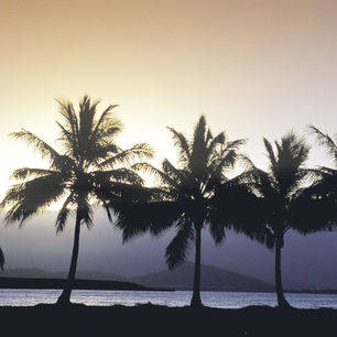 Australie-Airlie-Beach-palmbomen