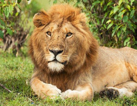 Lion-Kenia