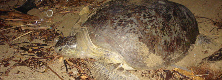Java-Sukamade-schildpad op strand2