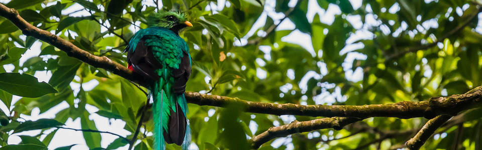 Boquete Quetzal in Panama