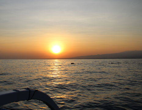 indonesie-bali-lovina-zonsopkomst-dolfijn