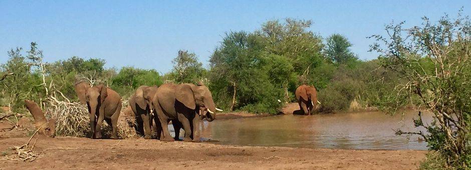 olifanten-drinkplaats-madikwe-zuid-afrika_2_386624