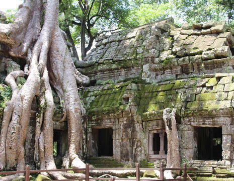 Cambodja-SiemReap-AngkorWat-boom1(17)