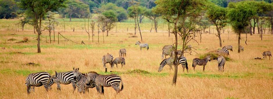 Tanzania-Serengeti-zebra