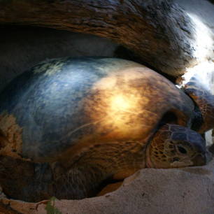 maleisie-selinganisland-schildpad(8)