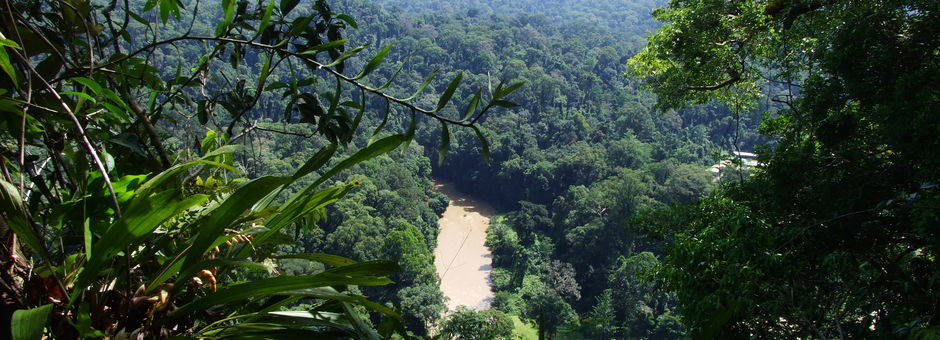 Maleisie-WestMaleisie-Sabah-DanumValleyNP-regenwoudoverzicht(13)