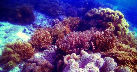 Coral-Reef-Teluk-Sumbang10-a630eae9