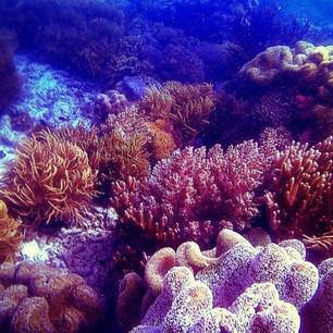 Coral-Reef-Teluk-Sumbang10-a630eae9